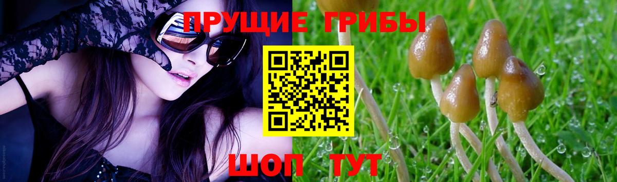 Галлюциногенные грибы Cubensis Новозыбков